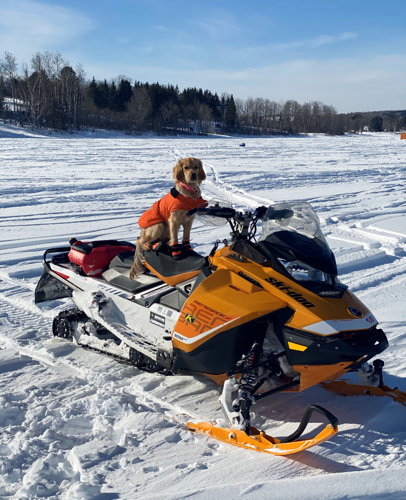 Dog on snowmobile